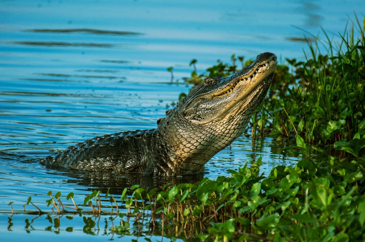 Aligátor krokodil veszélyes állat sablon