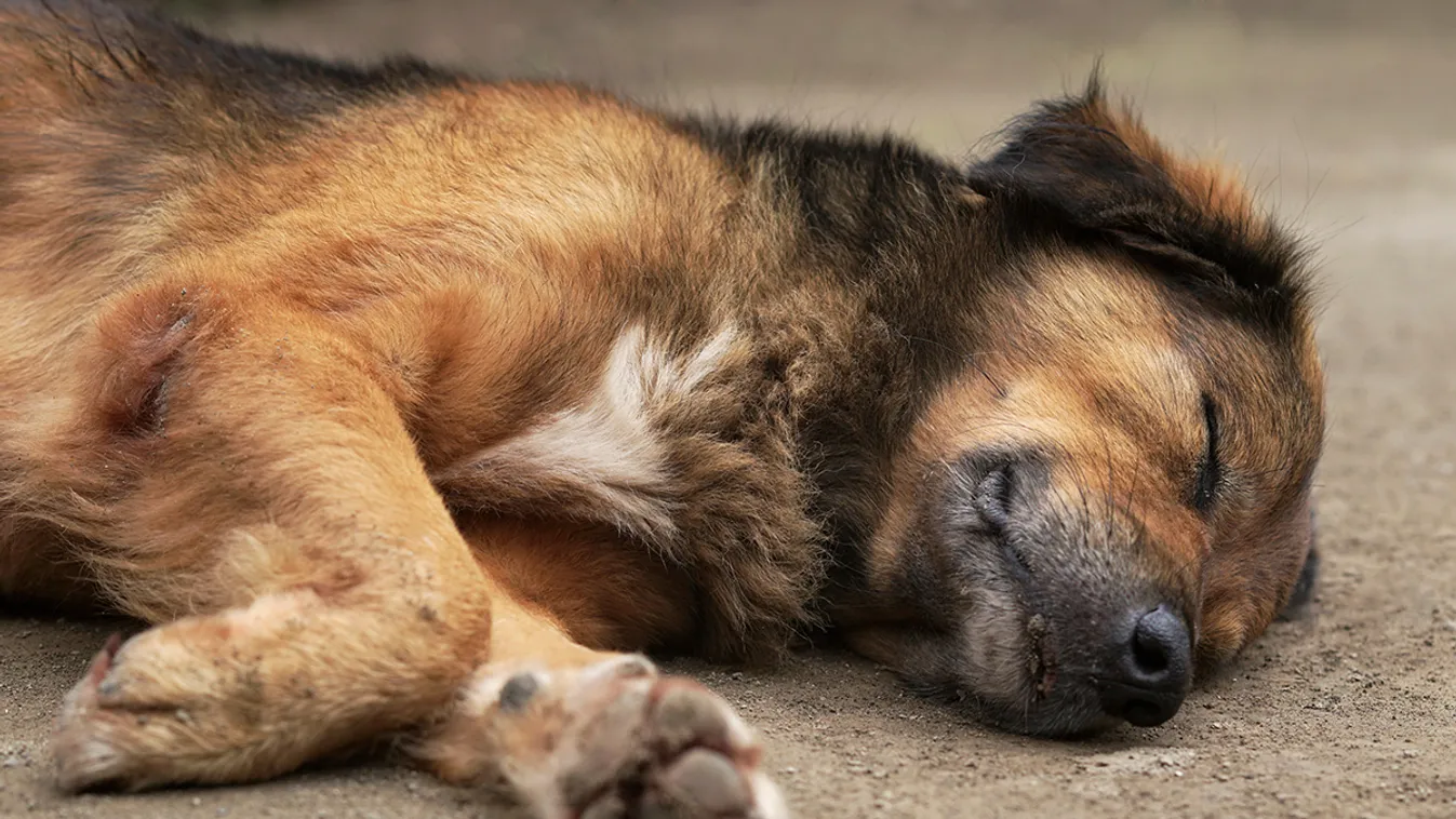 Hajszálon múlott egy olvasónk kutyájának az élete