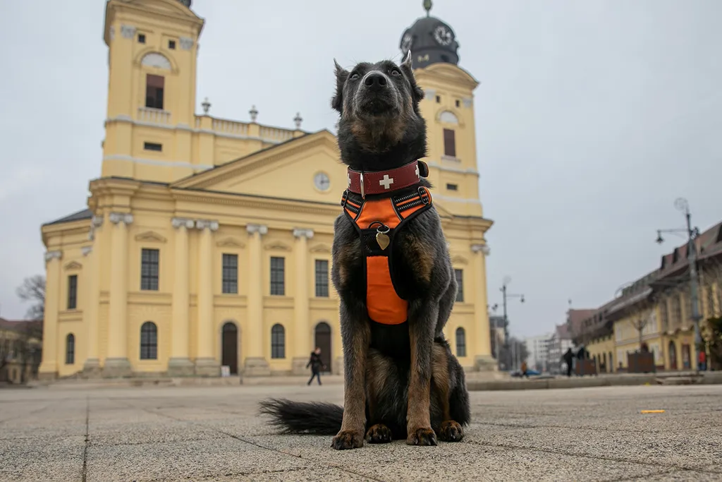 Kovács Ilka, Níla, kutya, mentő kutya, mentőkutya, törökország, földrengés