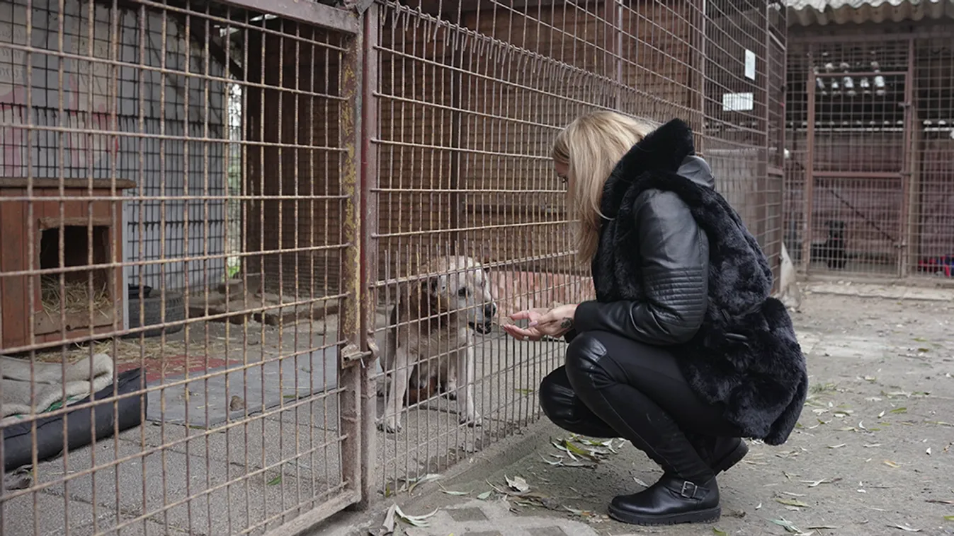 Molnár Anikó 17 éve próbál segíteni a menhelyeken