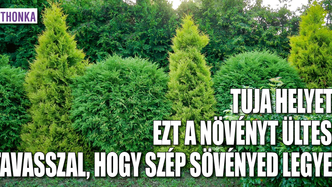 Tuja helyett ezt ültesd, hogy szép sövényed legyen