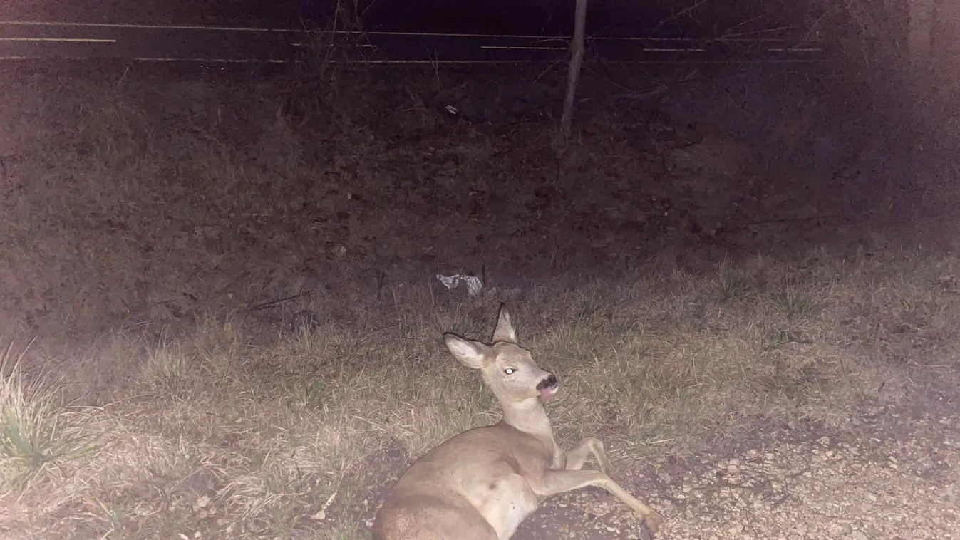 Elgázolt őz életét mentette meg az ismert magyar sportoló