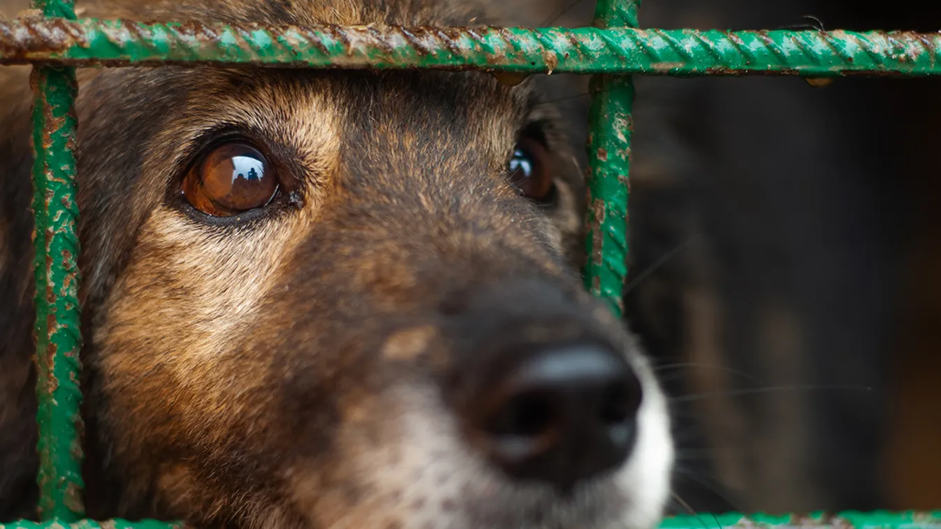 Gazdik, figyelem! Veszélyben a kutyák