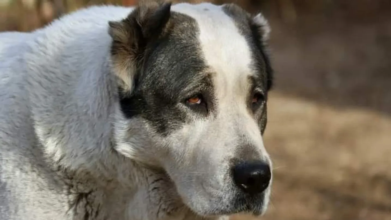 „Jobban járt, hogy a kutyáim nem kapták el” – mondta a betörőt megfutamító ebek gazdája