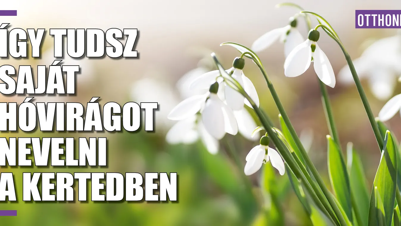 Így tudsz saját hóvirágot nevelni a kertedben