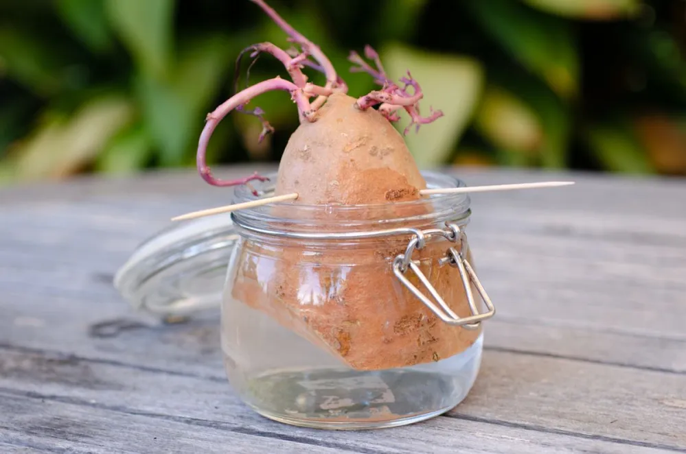 Growing,Sweet,Potato,Slips,In,A,Jar,Of,Water