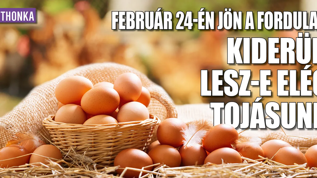 Február 24-én jön a fordulat: kiderül lesz-e elég tojásunk