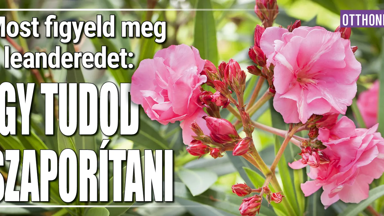 Most figyeld meg a leanderedet: így tudod szaporítani