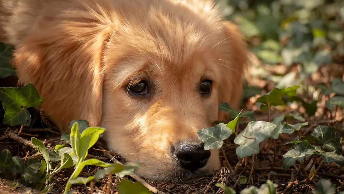 Vagy szép kert, vagy kutya? Lehetséges a kettő együtt!