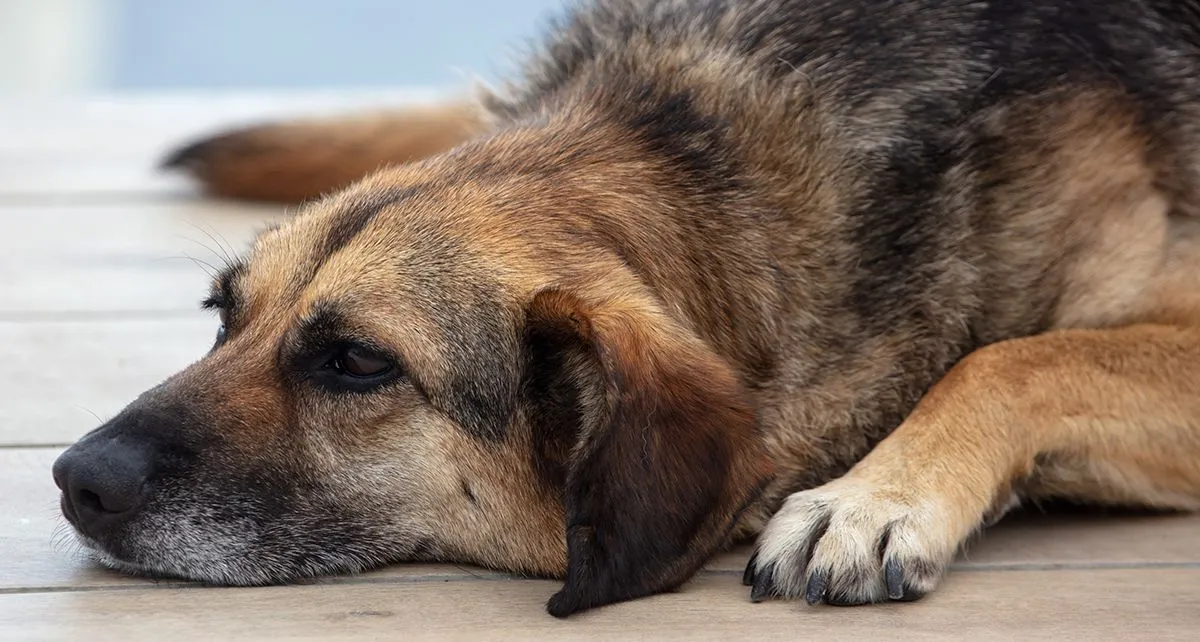The,Dog,Lies,On,The,Tiled,Floor.,Portrait