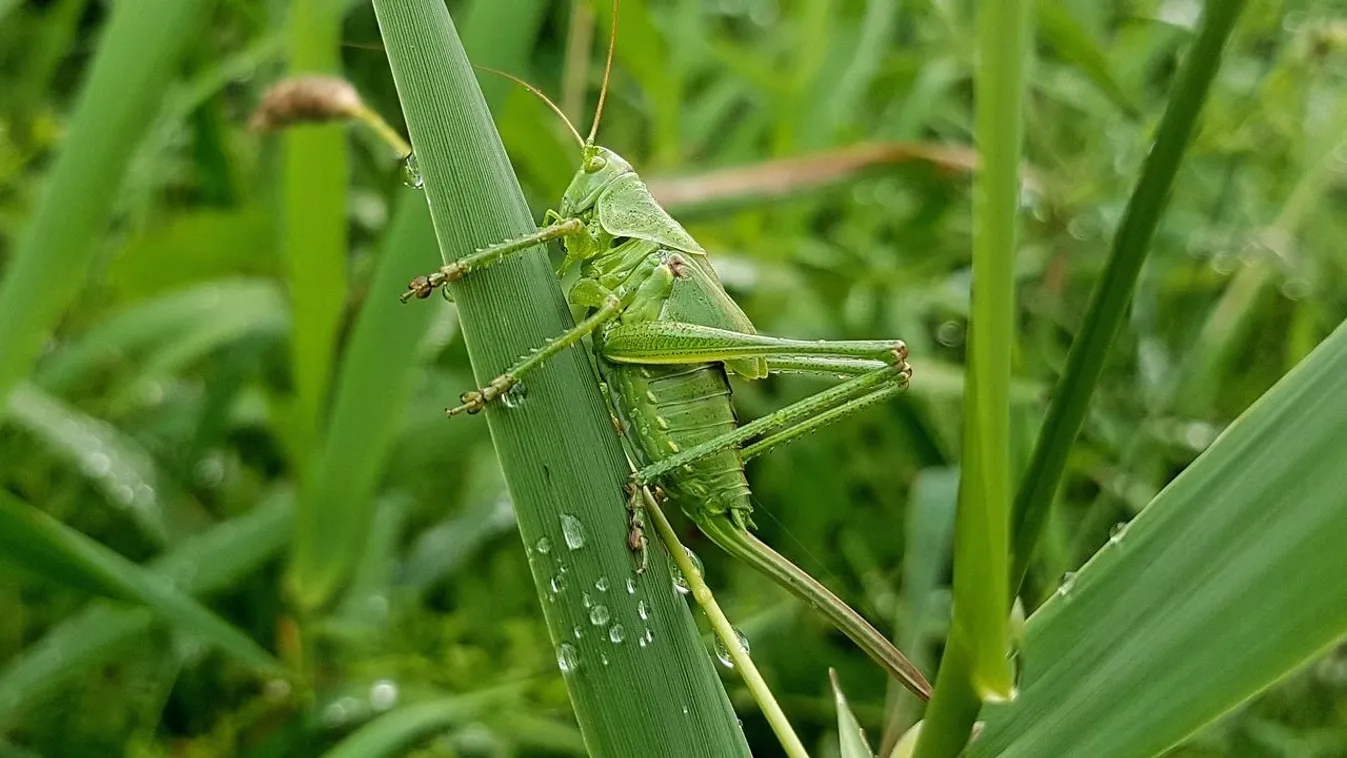 Az EU-s rovarrendelet miatt kell módosítani a magyart