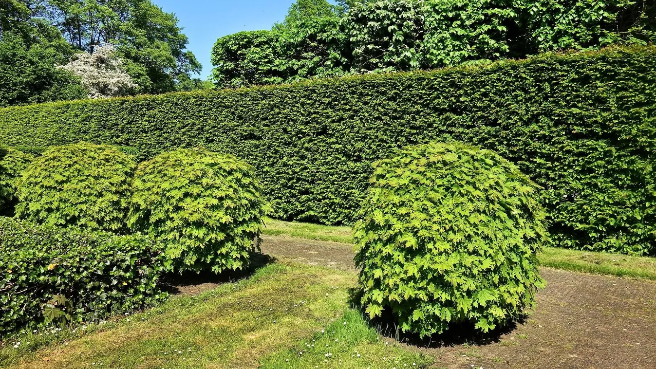 Tuja helyett ezt a növényt ültesd tavasszal, hogy szép sövényed legyen