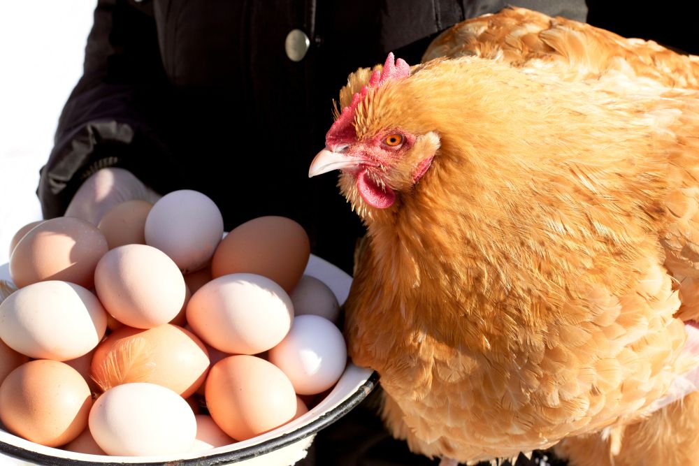 Chicken,With,Eggs,On,Farm,In,Winter.,Household,Farming,,Animal