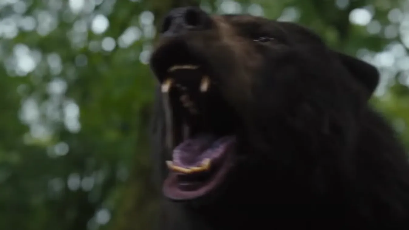 Igaz történeten alapul a Kokainmedve mészárlása