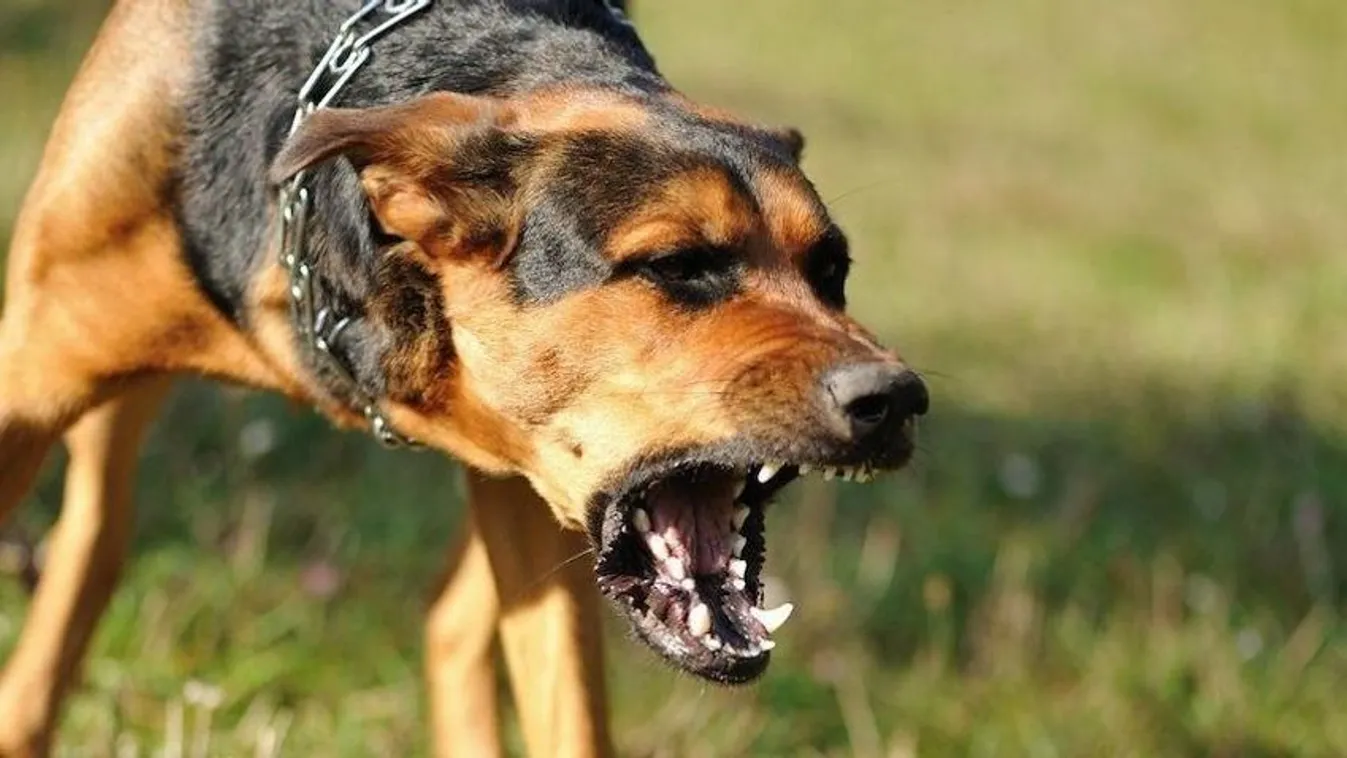 Borzalom: nekiesett a kutya egy ötéves kislánynak