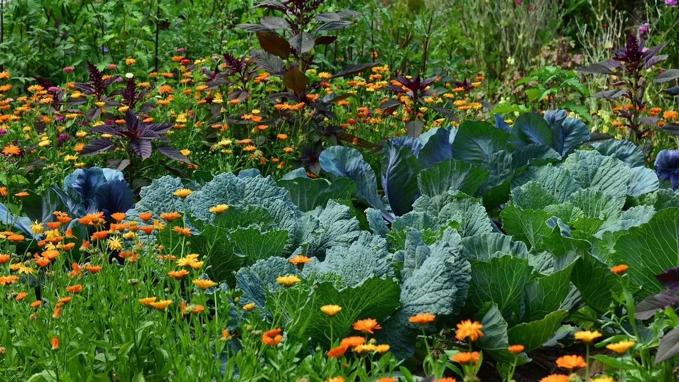Most szerezd be ezeket a magokat, megvédik a kerted nyáron