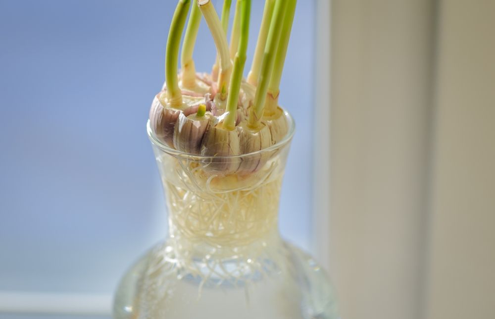 Growing,Garlic,Indoors,In,Winter