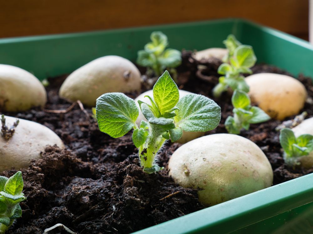 Image,Shows,How,To,Prepare,Potatoes,For,Planting;,How,To