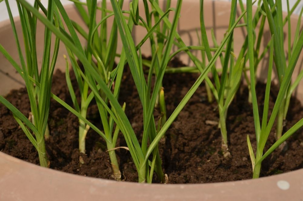 Garlic,Plants,Growing,In,A,Pot.,Garlic,Allium,Sativum,Is