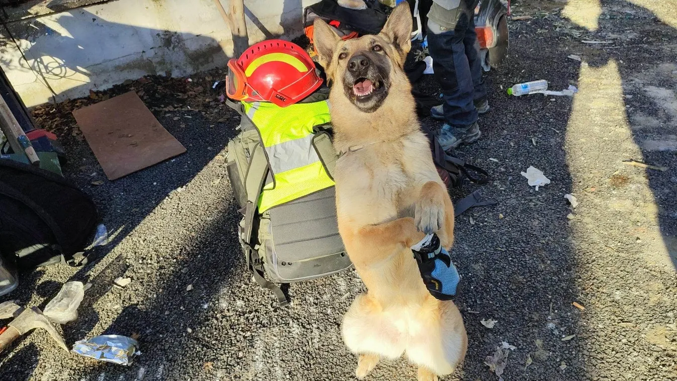 Már jobban van a földrengés négylábú magyar hőse