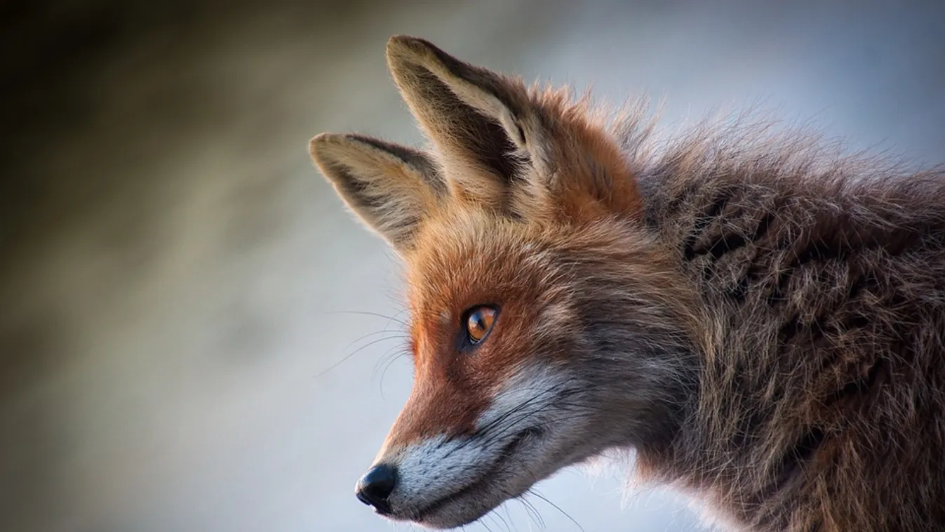 Mutálódott a madárinfluenza-vírus, kórosan terjed