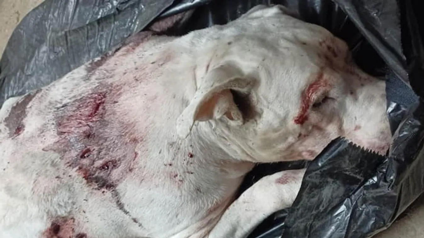 Bosszúból szurkálhattak halálra egy kutyát Pécelen