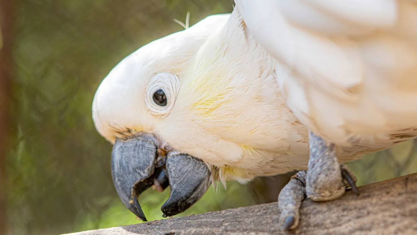 TikTok-sztár lett a beszélő kakadu, imádják a magyarok