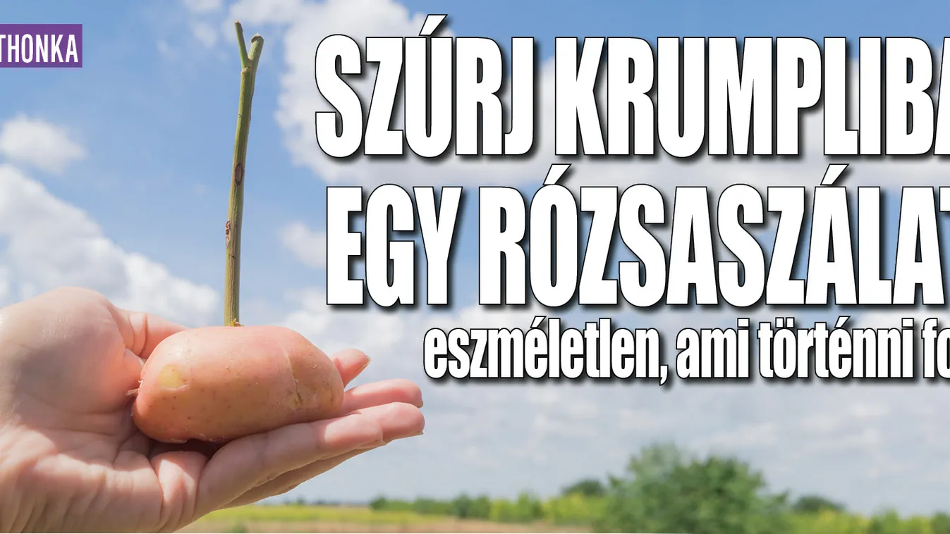 Szúrj rózsaszálat egy krumpliba: eszméletlen, mi történik