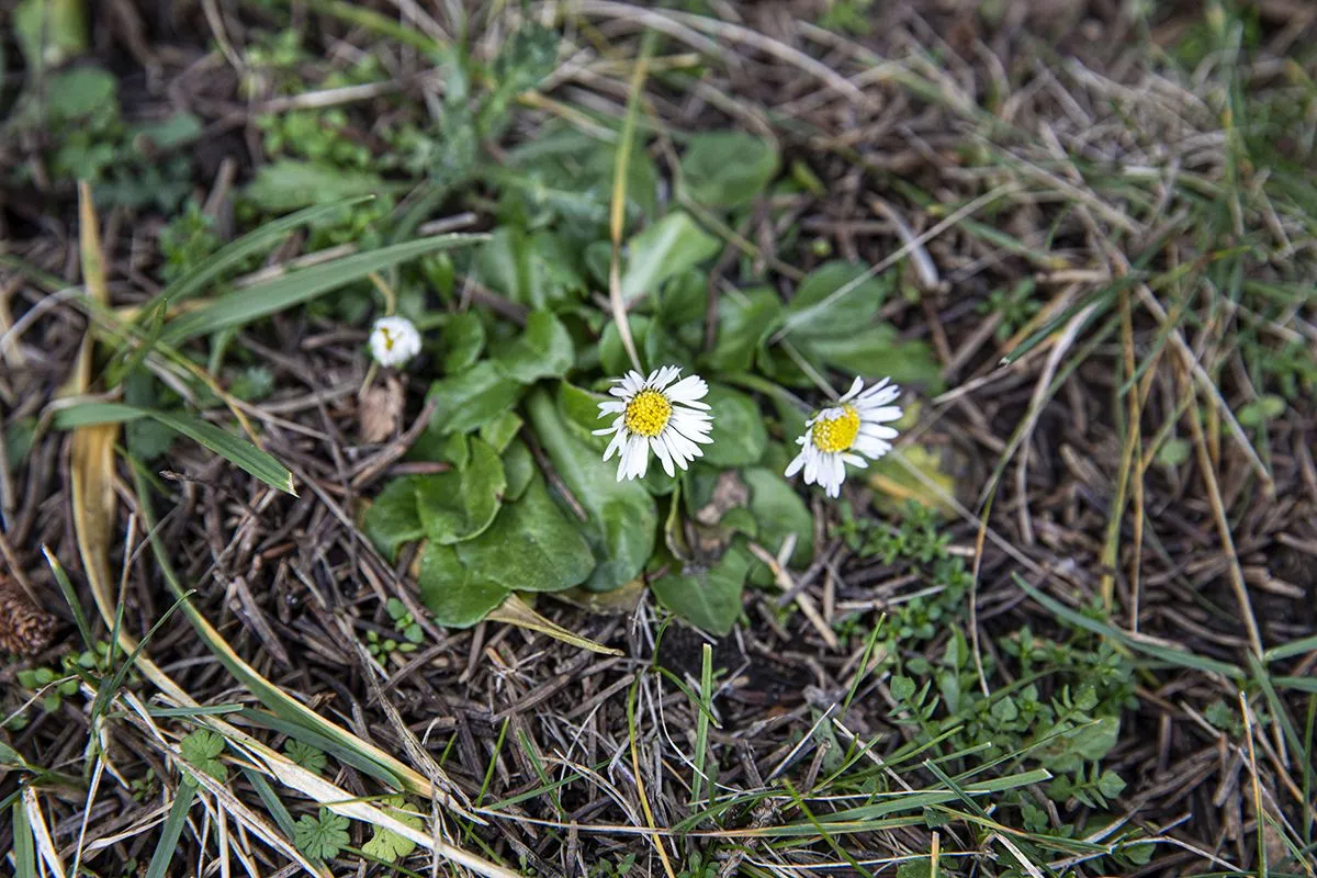 tavasz, természet, természetles