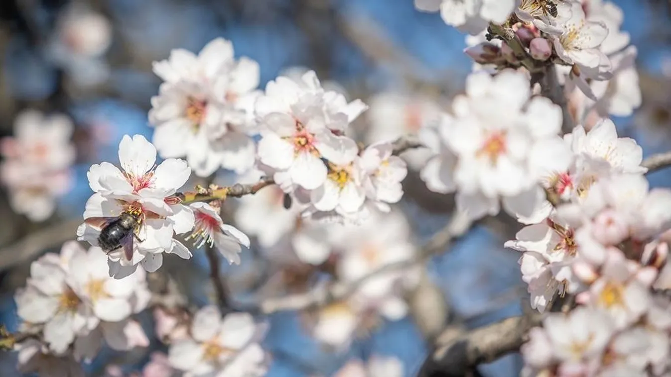 Itt a tavasz, csodás fotó Budapest közepéről