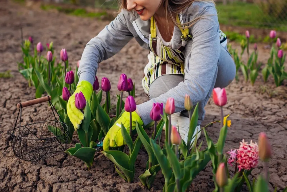 Gardener,Picking,Purple,Tulips,In,Spring,Garden.,Woman,Cuts,Flowers