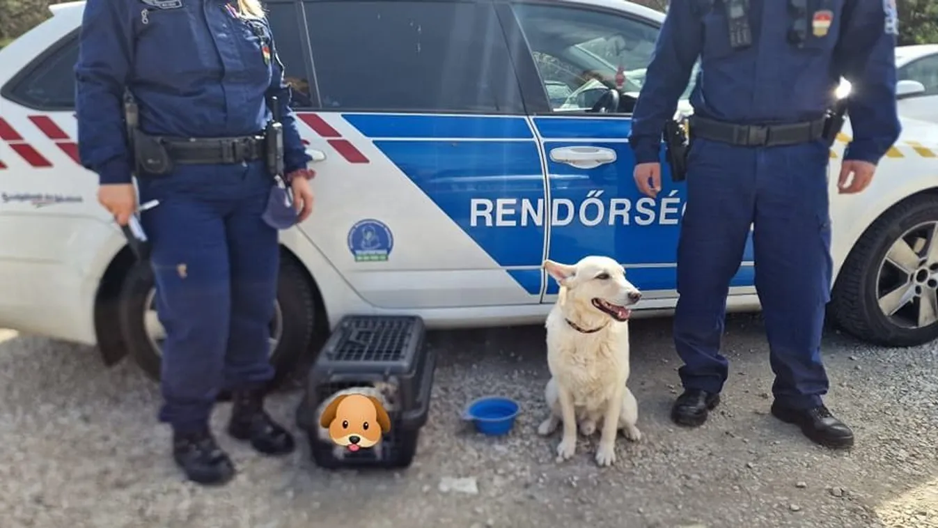 Hetekig élt kocsiba zárva egy budapesti kiskutya