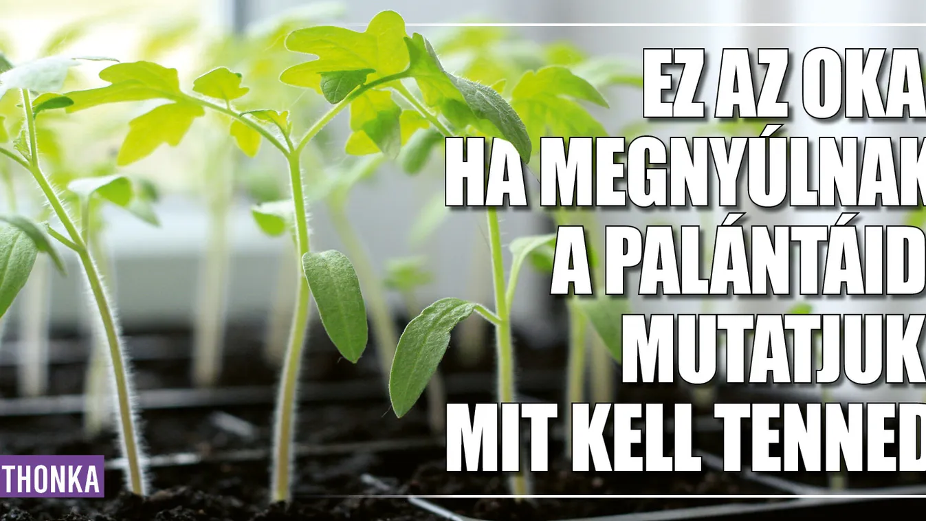 Ez az oka, ha megnyúlnak a palántáid, ezt kell tenned