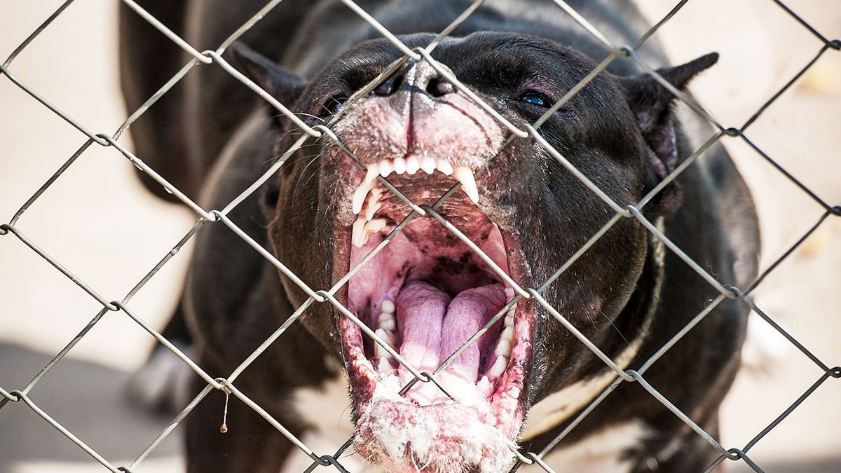 Aggressive,American,Staffordshire,Terrier,Barking,Behind,The,Fence