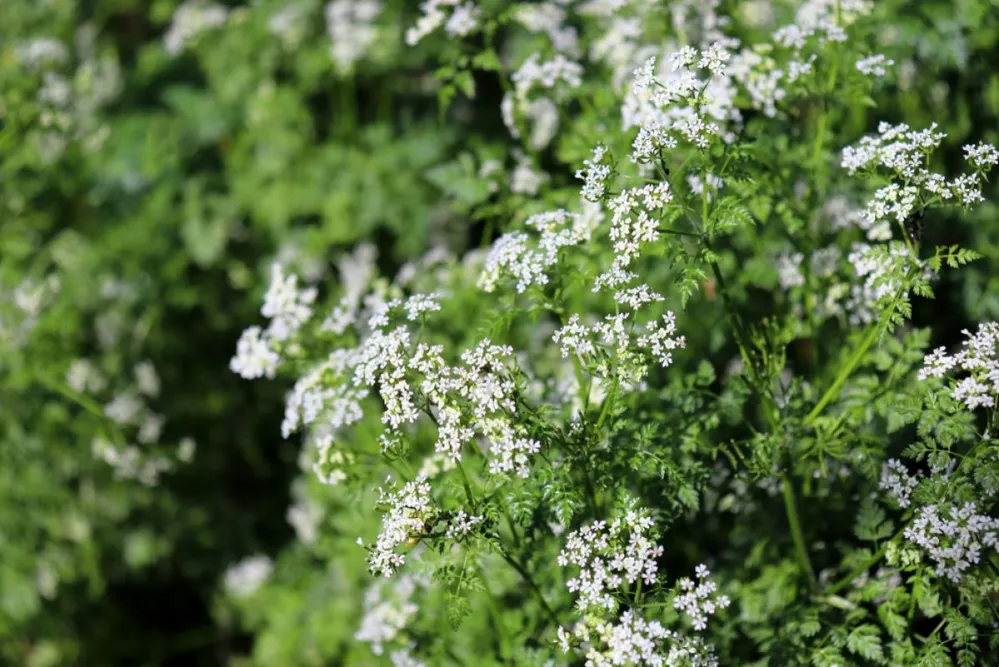 Organic,Fresh,Chervil,Growing,In,Garden,.,Pattern,Background.,Young
