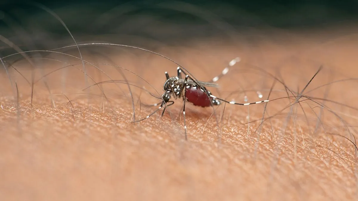 szúnyog, tigrisszúnyog