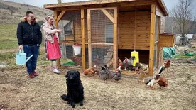 "Hipnotizálni egy tyúkot?" - a Remény Farm Annája kipróbálta, hogy lehetséges-e - videó!