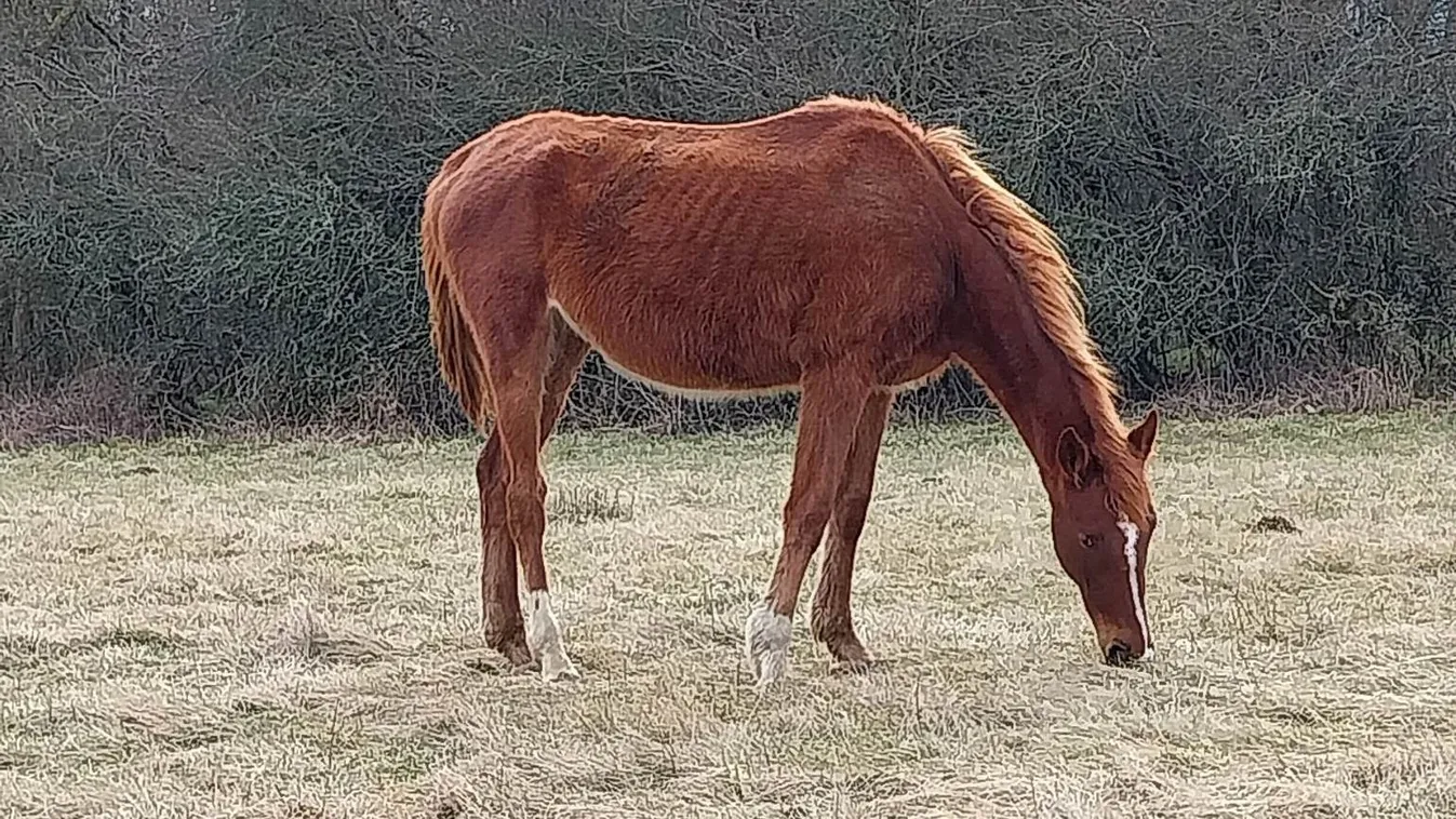 Rétsági lópusztulás: megszólalt a lovak tulajdonosa