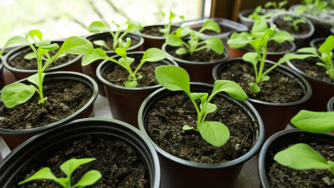 Palántanevelés az ablakpárkányon: erre figyelj közben