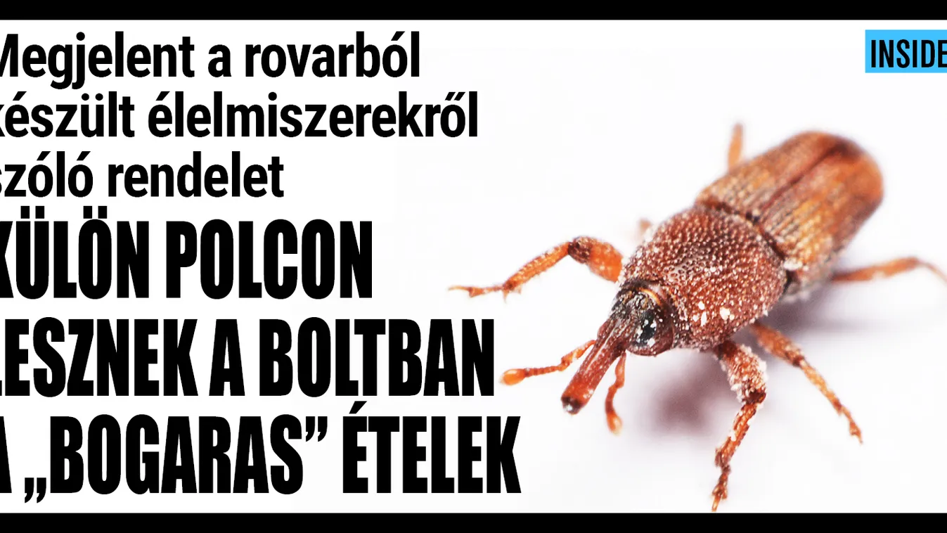 Itt a rendelet: külön polcra kerülnek a rovarfehérjés ételek