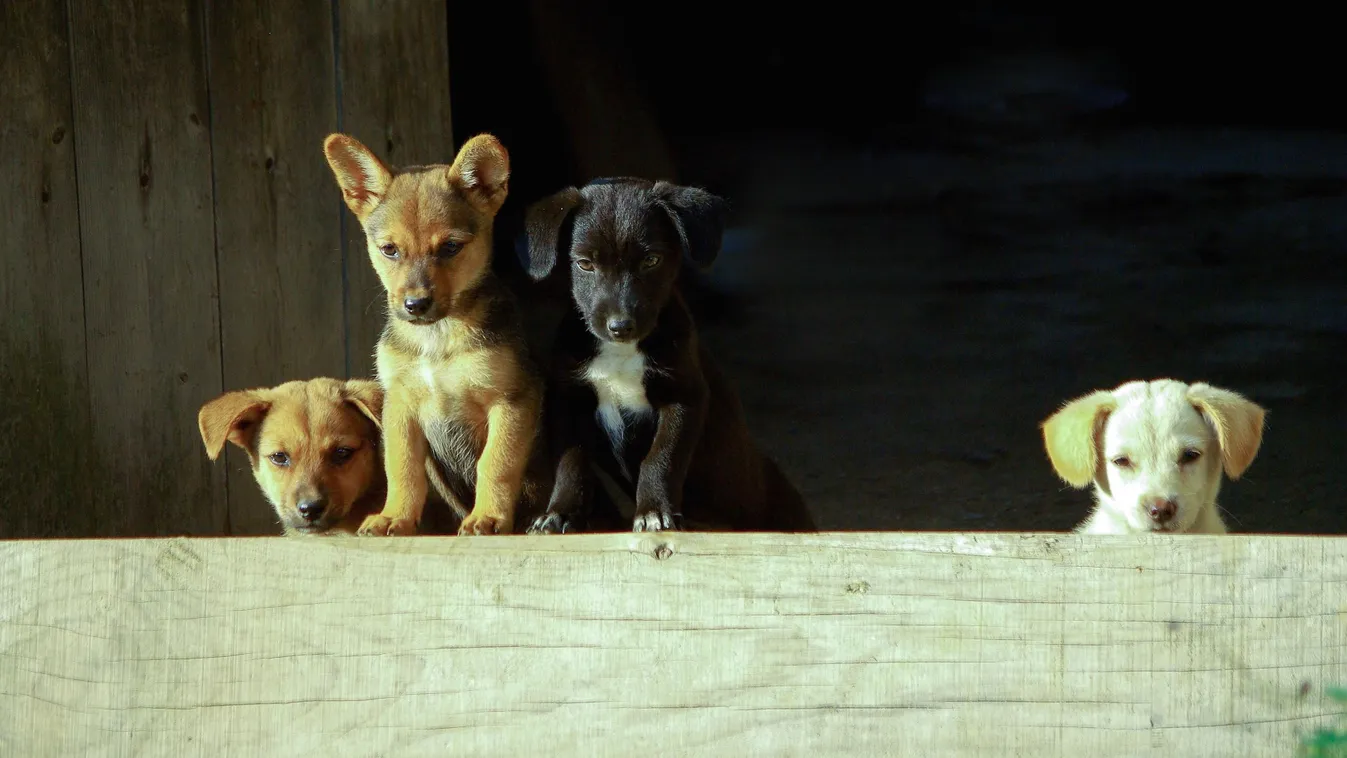 A csempészkutyák három év után találhatnak otthonra