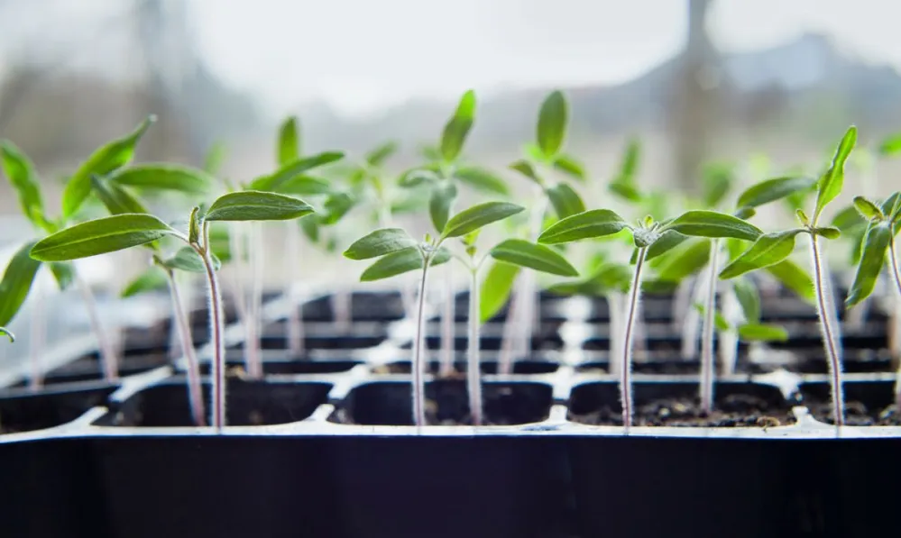 virágföld, palánta, kertészkedés