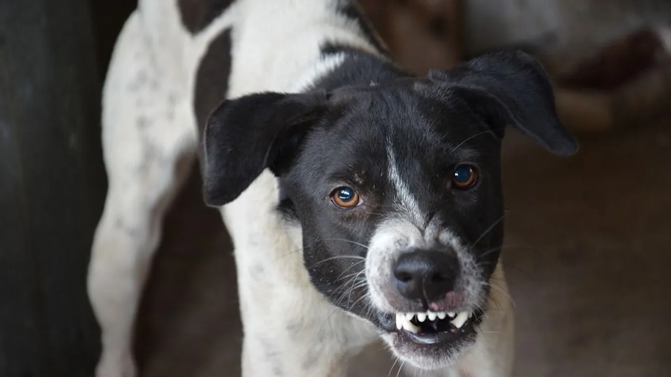 Kutyaviadal Budapesten: a vesztes gazda 100 ezret fizetett