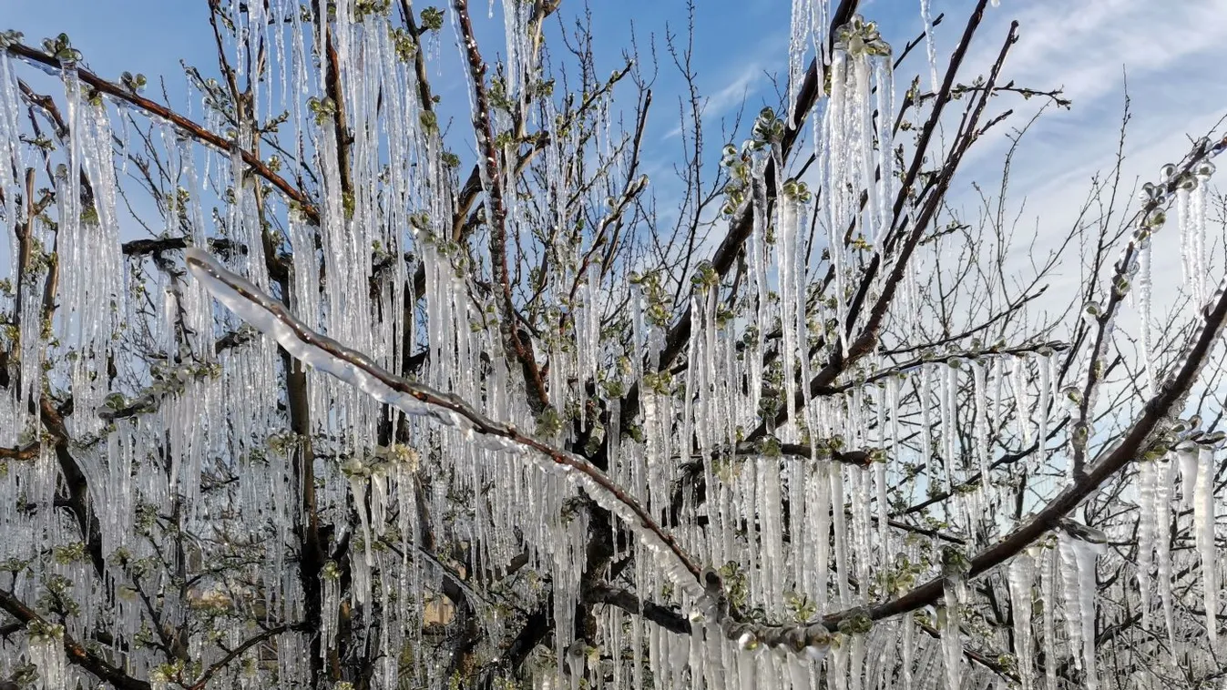Fotók a barackosból: így csapott le az ültetvényre  a fagy