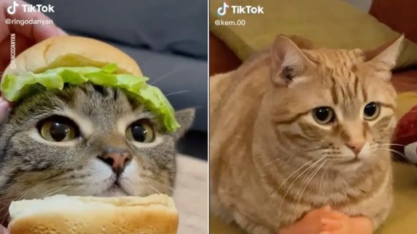 Cuki videók miatt nem kap elég lőszert Ukrajna? Ez nem vicc