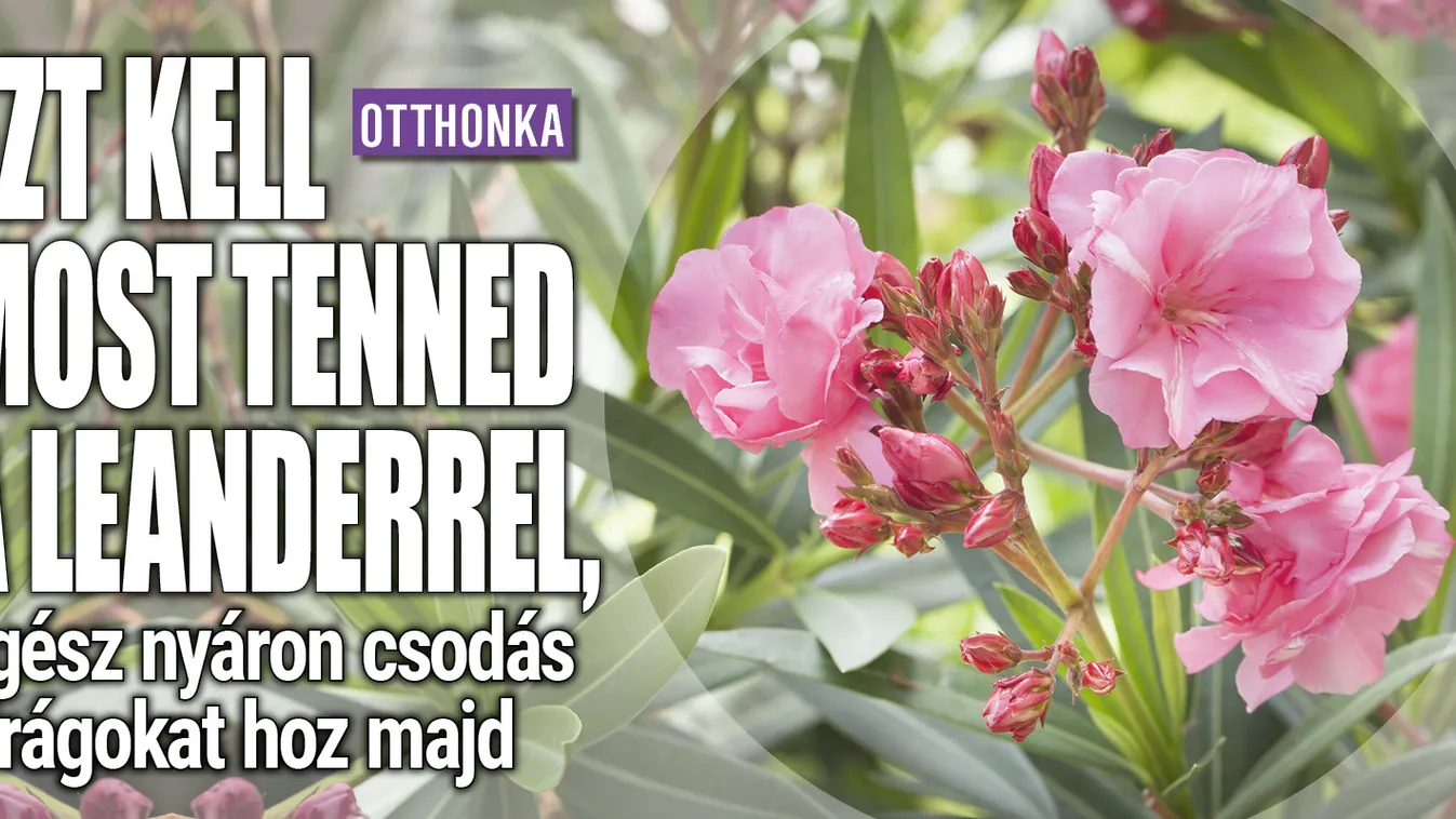 Ezt kell most tenned a leanderrel, csodás virágokat hoz
