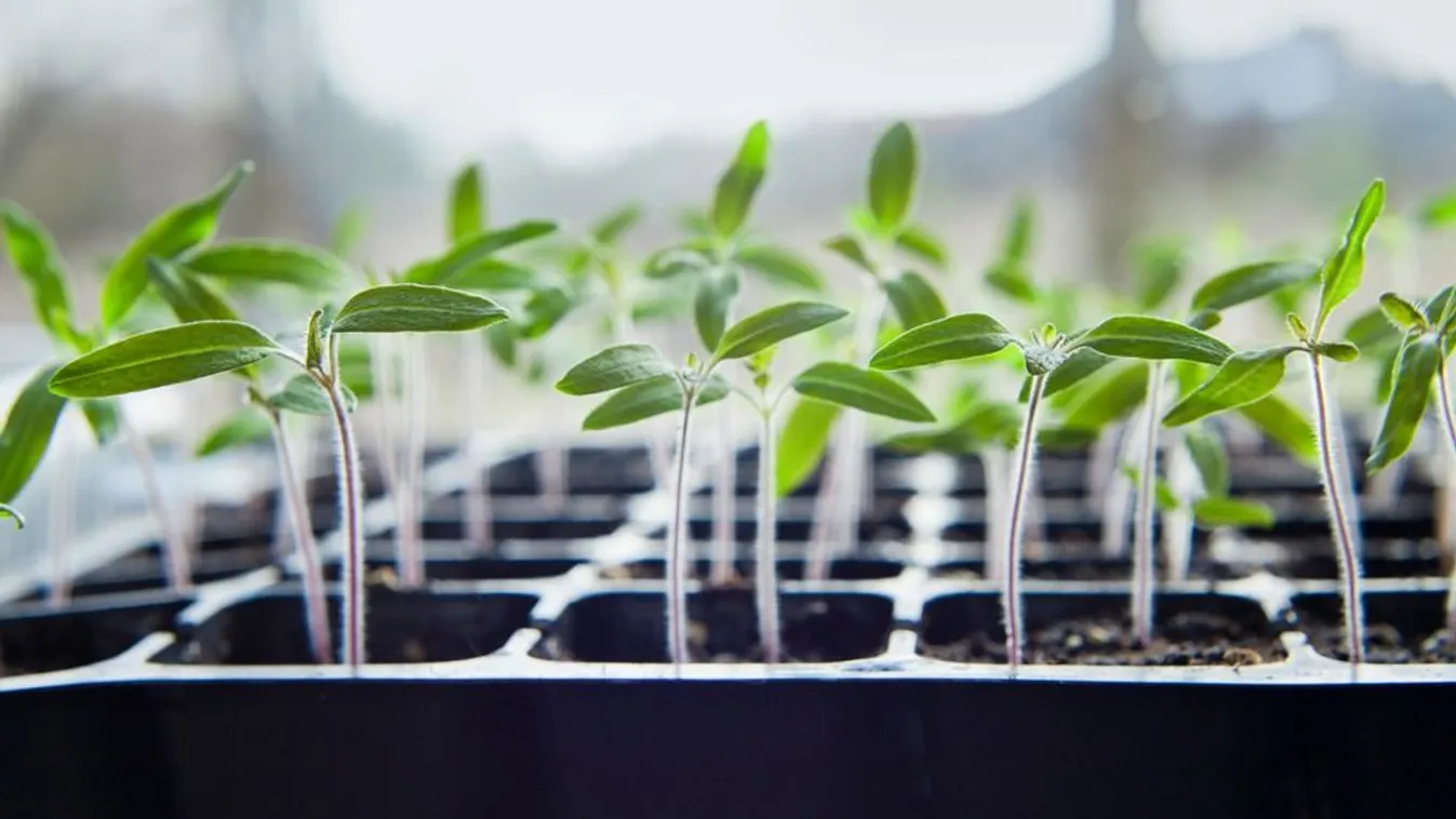 Ez az oka, ha megnyúlnak a palántáid, mutatjuk, mit kell tenned