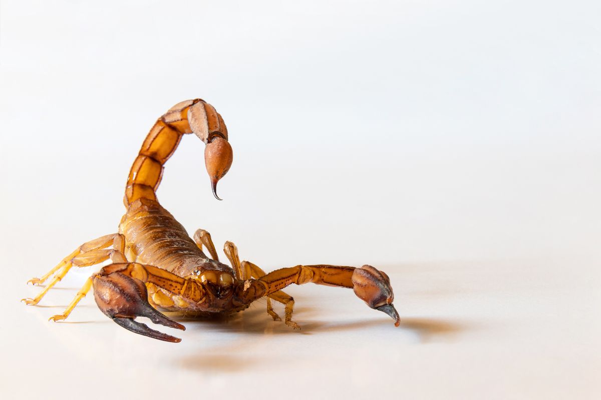 Scorpion or scorpion in attack position