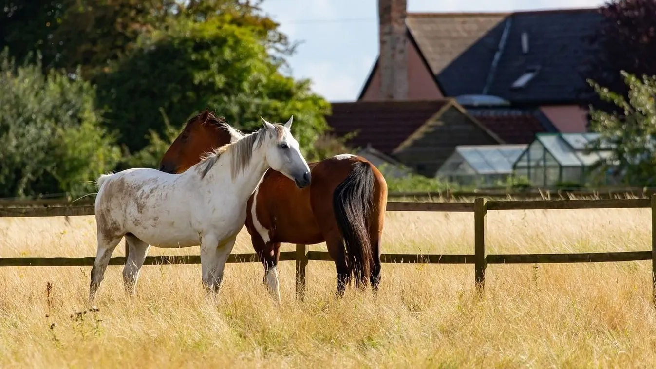 Lópusztulás Rétságon: állatkínzás ügyében nyomoz a rendőrség