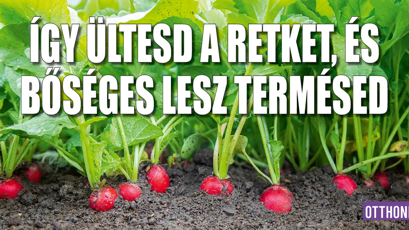 Így ültesd a retket, bőséges lesz a termésed